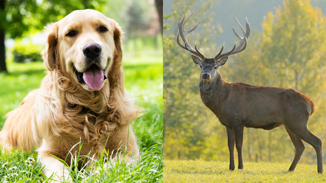 Illustration for article titled 6 Unlikely Animal Friendships And You Gotta Think They’re Fucking